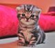 Scottish Fold Cats for sale in Detroit, MI, USA. price: NA
