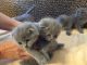 Scottish Fold Cats for sale in New York, NY, USA. price: NA