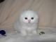 Scottish Fold Cats for sale in San Diego, CA, USA. price: $400