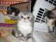 Scottish Fold Cats for sale in San Bernardino, CA, USA. price: $400