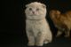 Scottish Fold Cats for sale in Las Vegas, NV, USA. price: NA