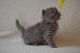 Scottish Fold Cats for sale in Chandler, AZ, USA. price: NA