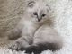 Scottish Fold Cats for sale in Jersey City, NJ, USA. price: NA