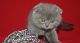 Scottish Fold Cats for sale in Oklahoma City, OK, USA. price: NA