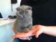 Scottish Fold Cats for sale in Carlsbad, CA, USA. price: NA