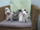 Scottish Fold Cats for sale in Madison, WI, USA. price: NA
