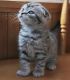 Scottish Fold Cats for sale in Nashville, TN, USA. price: $400