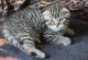 Scottish Fold Cats for sale in Fresno, CA, USA. price: NA