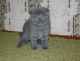 Scottish Fold Cats for sale in Birmingham, AL, USA. price: NA