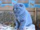 Scottish Fold Cats for sale in Kharkiv, Kharkiv Oblast, Ukraine. price: 950 UAH