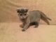 Scottish Fold Cats for sale in Berrien Springs, MI 49103, USA. price: NA