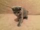 Scottish Fold Cats for sale in Berrien Springs, MI 49103, USA. price: NA