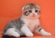 Scottish Fold Cats for sale in Huntsville, AL, USA. price: NA