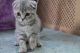 Scottish Fold Cats for sale in Leiston, Leiston, Suffolk IP16, UK. price: NA