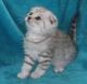 Scottish Fold Cats for sale in Anne Manie, AL 36722, USA. price: $400