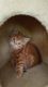 Scottish Fold Cats for sale in St. Louis, MO, USA. price: $500