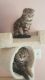 Scottish Fold Cats