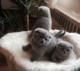 Scottish Fold Cats for sale in Berkeley, CA, USA. price: NA