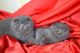 Scottish Fold Cats for sale in Kharkiv, Kharkiv Oblast, Ukraine. price: 350 UAH