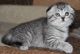 Scottish Fold Cats for sale in San Jose, CA, USA. price: $400