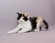 Scottish Fold Cats for sale in Montgomery, AL, USA. price: $500