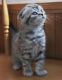 Scottish Fold Cats for sale in Arlington, TX, USA. price: NA