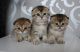 Scottish Fold Cats for sale in San Antonio, TX, USA. price: NA
