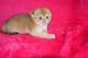 Scottish Fold Cats for sale in Birmingham, AL, USA. price: $300