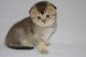 Scottish Fold Cats for sale in Huntsville, AL, USA. price: $300