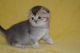Scottish Fold Cats for sale in Mobile, AL, USA. price: NA