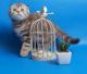 Scottish Fold Cats for sale in Montgomery, AL, USA. price: NA