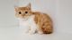 Scottish Fold Cats for sale in Coral Springs, FL, USA. price: NA