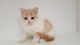 Scottish Fold Cats for sale in Coral Springs, FL, USA. price: NA