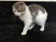 Scottish Fold Cats for sale in Downey, CA, USA. price: NA