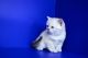 Scottish Fold Cats for sale in Flint, MI, USA. price: $550