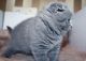 Scottish Fold Cats for sale in Altheimer, AR 72004, USA. price: NA