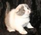 Scottish Fold Cats for sale in Baywood-Los Osos, CA 93402, USA. price: NA
