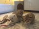 Scottish Fold Cats for sale in Staten Island, NY, USA. price: $500