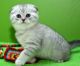Scottish Fold Cats for sale in Austin St, Houston, TX, USA. price: NA