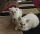 Scottish Fold Cats for sale in Brooklyn, NY, USA. price: NA