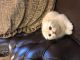 Scottish Fold Cats for sale in Paramus, NJ 07652, USA. price: NA