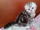 Scottish Fold Cats for sale in Orlando, FL, USA. price: NA