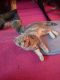 Scottish Fold Cats for sale in Cincinnati, OH, USA. price: NA
