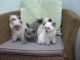 Scottish Fold Cats for sale in Bronx, NY 10460, USA. price: NA