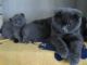 Scottish Fold Cats for sale in Palm Springs, CA, USA. price: NA