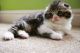 Scottish Fold Cats for sale in Danville, IL 61832, USA. price: NA