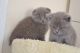 Scottish Fold Cats for sale in Detroit, MI, USA. price: $421