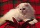 Scottish Fold Cats for sale in Fort Lauderdale, FL, USA. price: NA