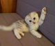 Scottish Fold Cats for sale in Minneapolis, MN 55450, USA. price: NA