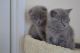Scottish Fold Cats for sale in Cincinnati, OH, USA. price: NA
